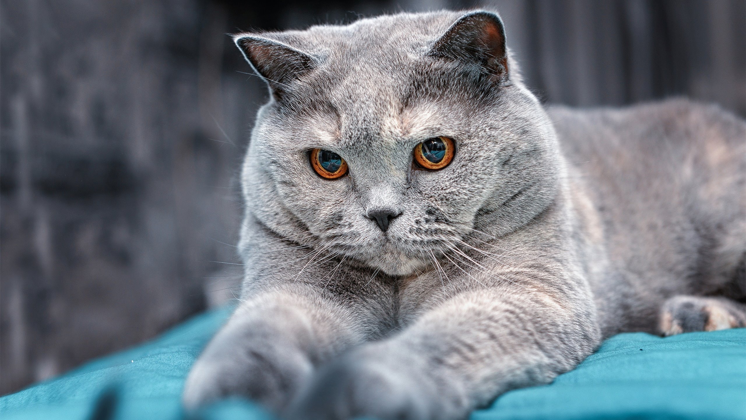 美国队如何在国际乒联混合团体世界杯中提升比赛表现，美国乒乓球世锦赛