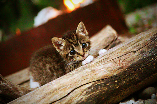 逆转经典:那些让人热血沸腾的绝杀瞬间,逆转的绝杀pdf