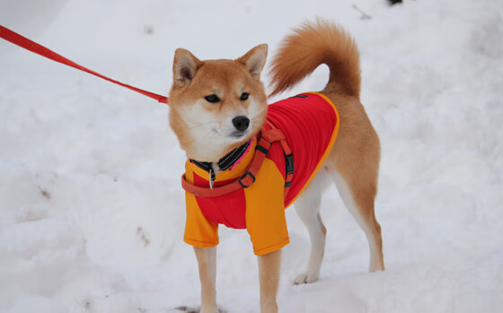 中国青年队在东亚杯中逆袭 精彩表现赢掌声，东亚青年运动会